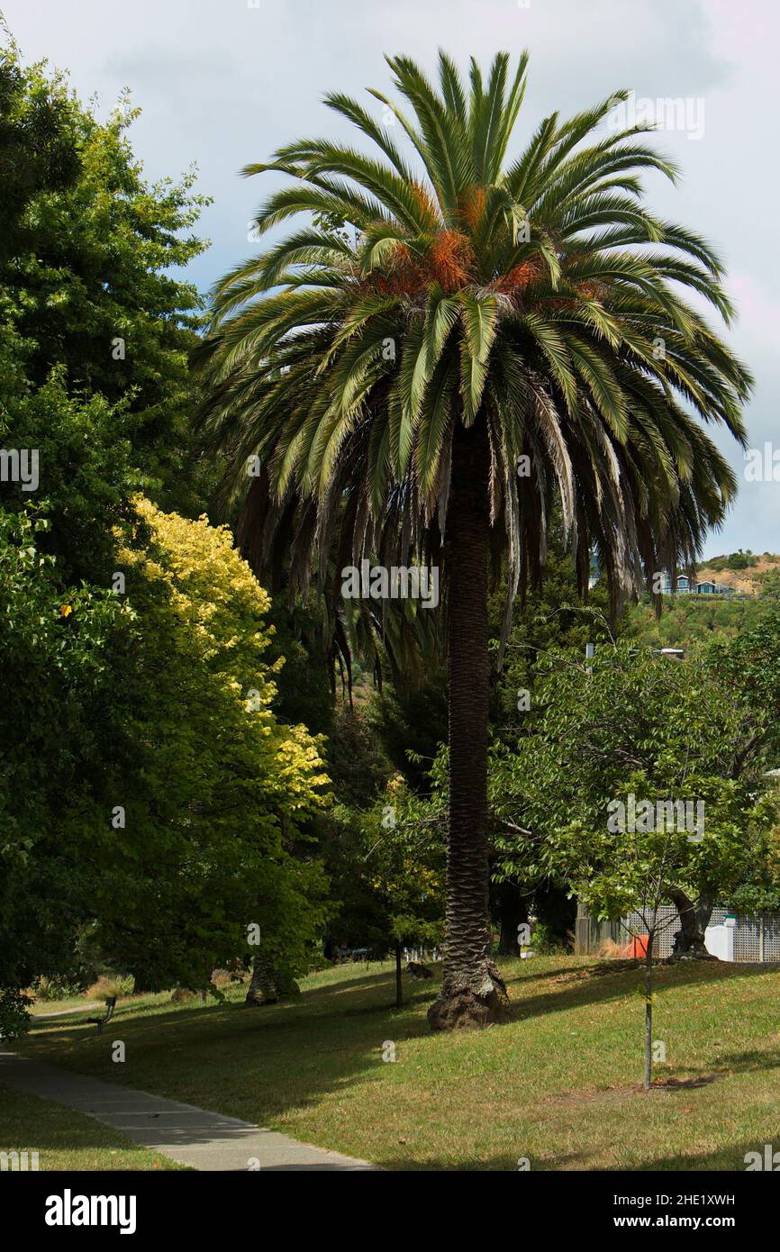 Palm tree at Maitai River in Nelson,Tasman Region on South Island of New Zealand Stock Photo