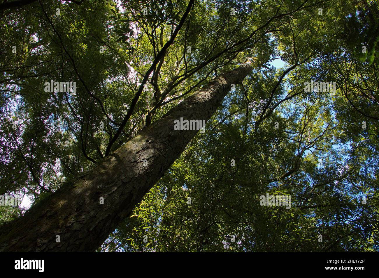 Trees in Pelorus Bridge Scenic Reserve,Marlborough Region on South Island of New Zealand Stock Photo