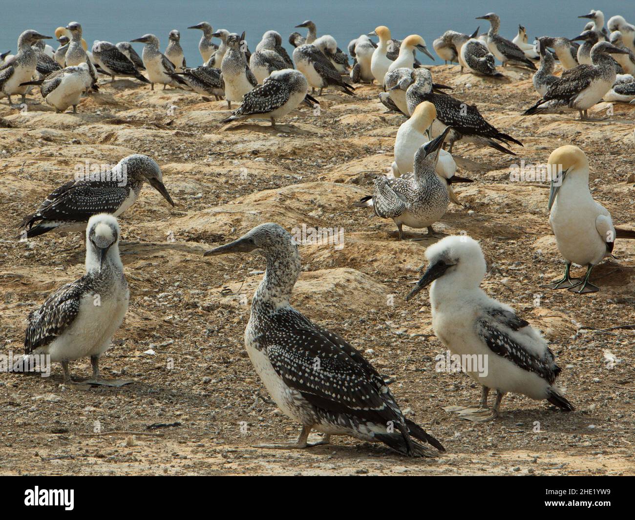 Gannets in colony on Cape Kidnappers,Hawke's Bay on North Island of New Zealand Stock Photo