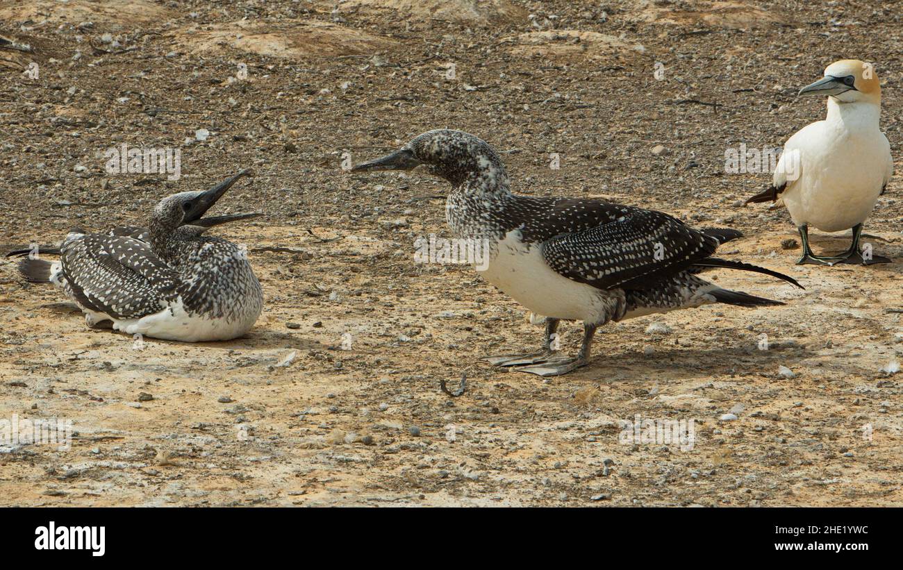 Gannets in colony on Cape Kidnappers,Hawke's Bay on North Island of New Zealand Stock Photo