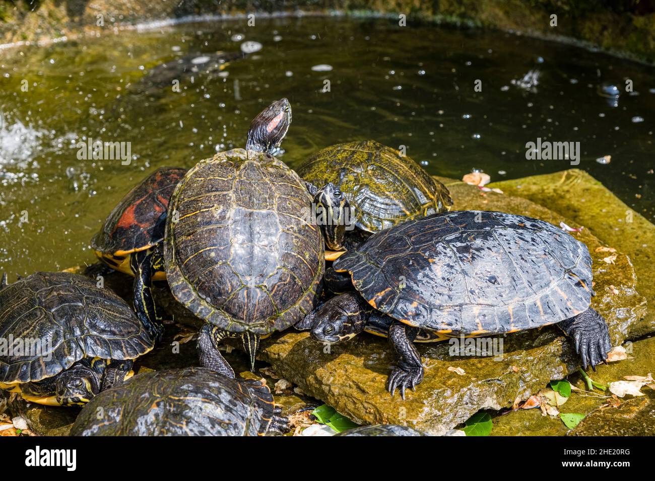 Turtels sunbathing at a fountain in the garden of Villa Carlotta, located at the lakeside of Lake Como. Stock Photo