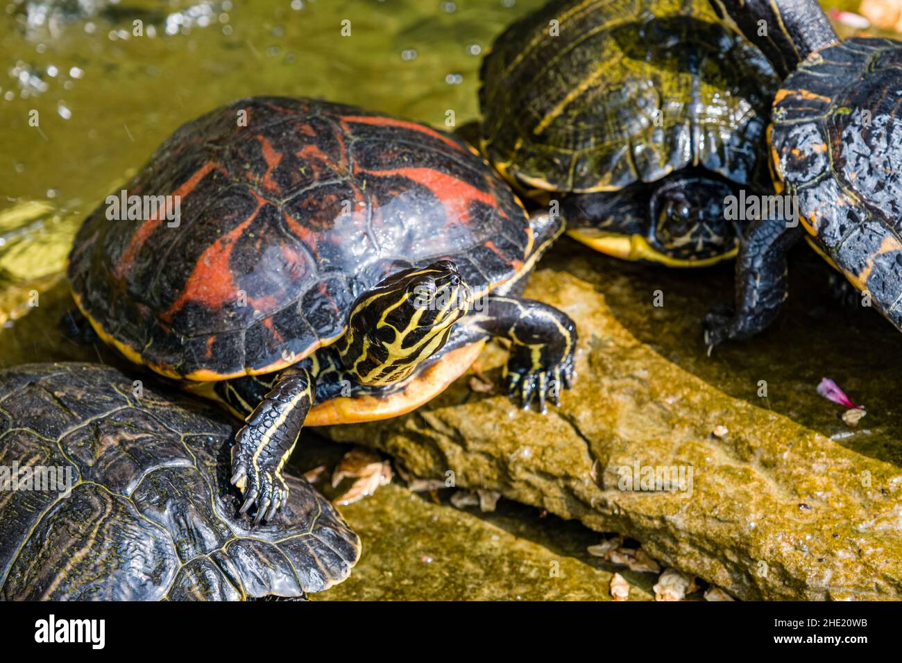 Turtels sunbathing at a fountain in the garden of Villa Carlotta, located at the lakeside of Lake Como. Stock Photo