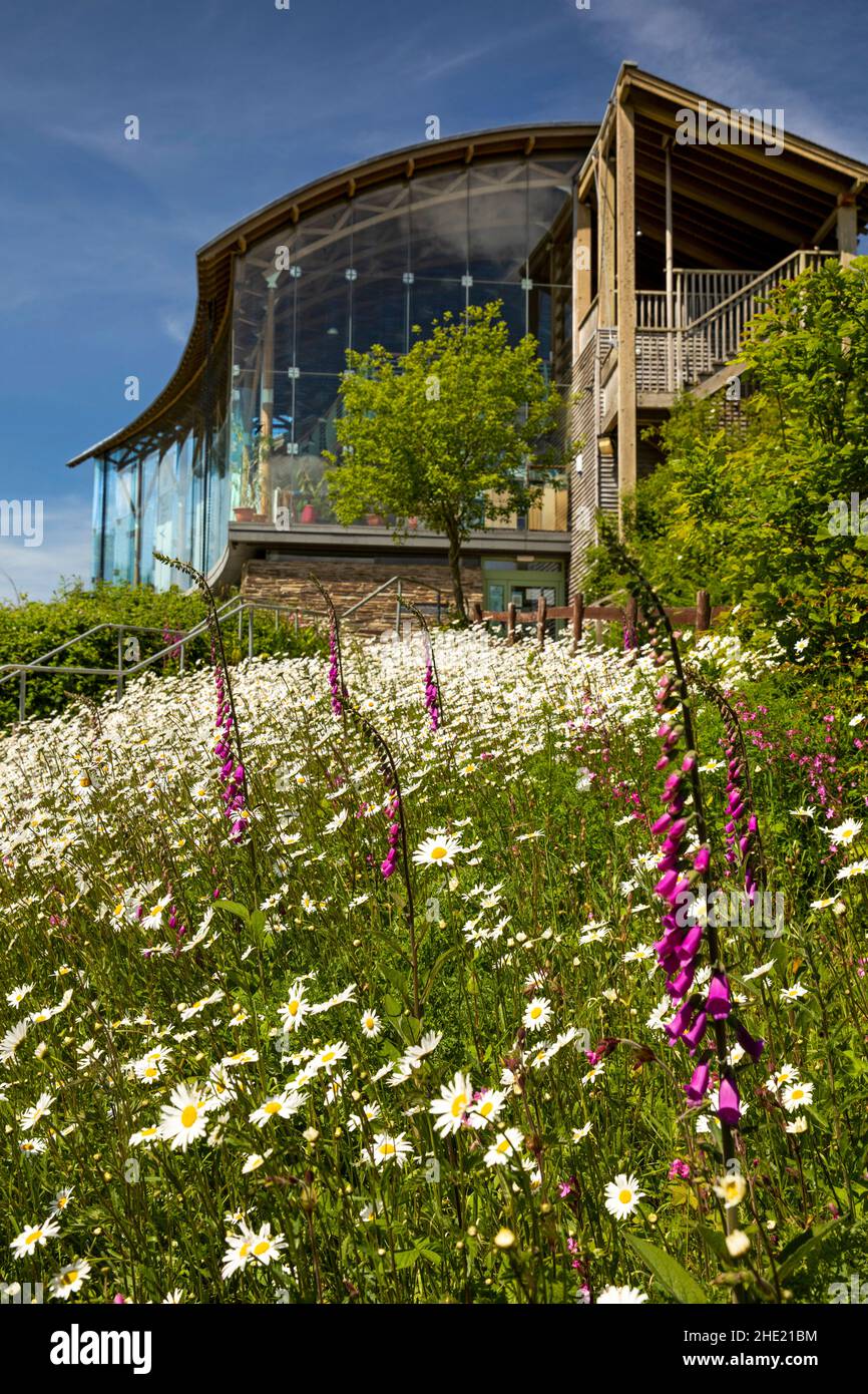 UK, Wales, Pembrokeshire, Cilgerran, Welsh Wildlife Centre, wild flowers at Visitor Centre and Glasshouse Cafe Stock Photo
