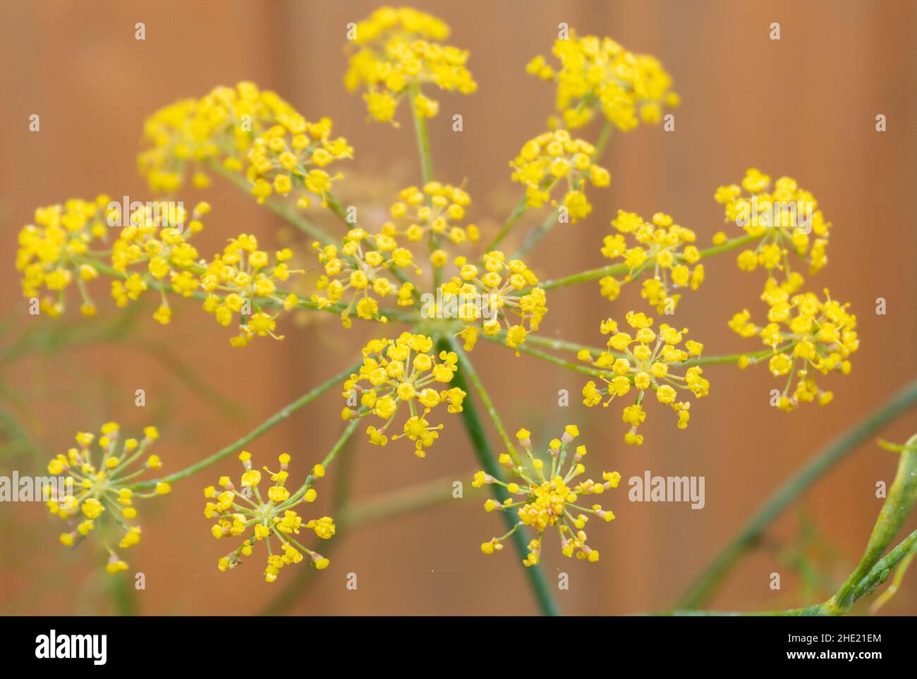 Foeniculum vulgare bronze fennel hires stock photography and images