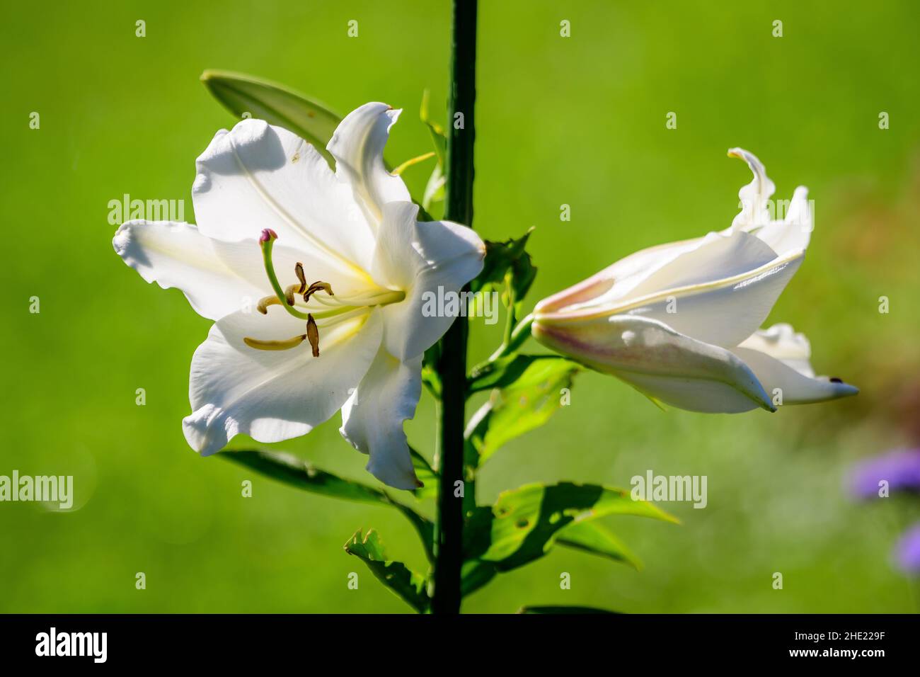 White flowers of Lilium regale plant, known as regal, royal or king's lily in a British cottage style garden in a sunny summer day, beautiful outdoor Stock Photo