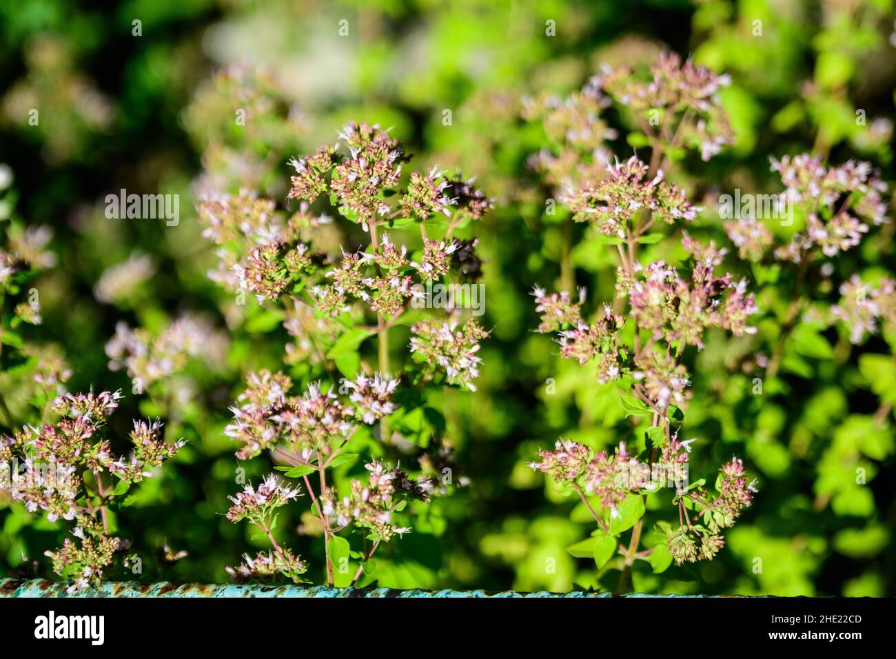 Many fresh green leaves and purple flowers of Thymus serpyllum plant