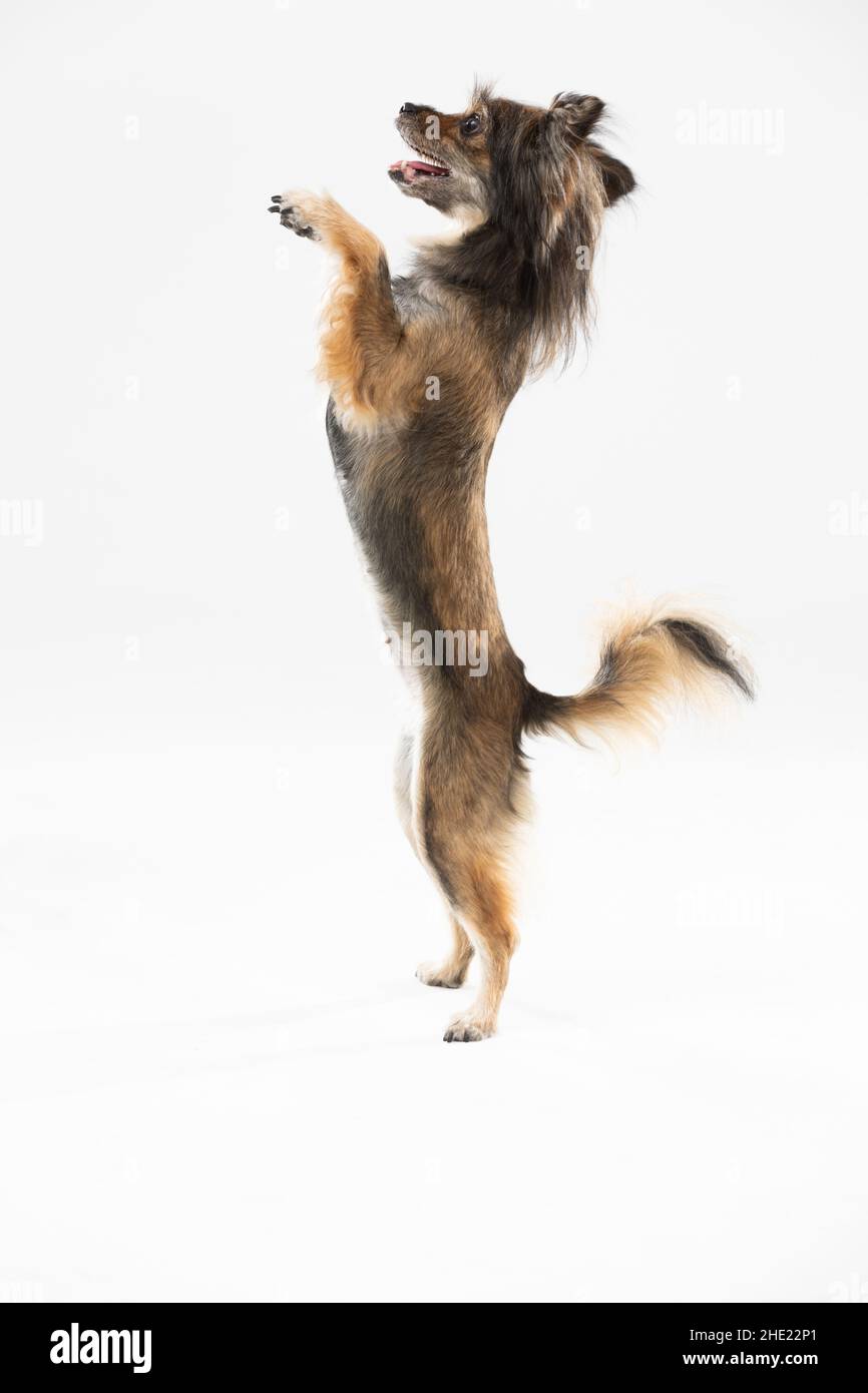 Dogs standing on two legs hotsell