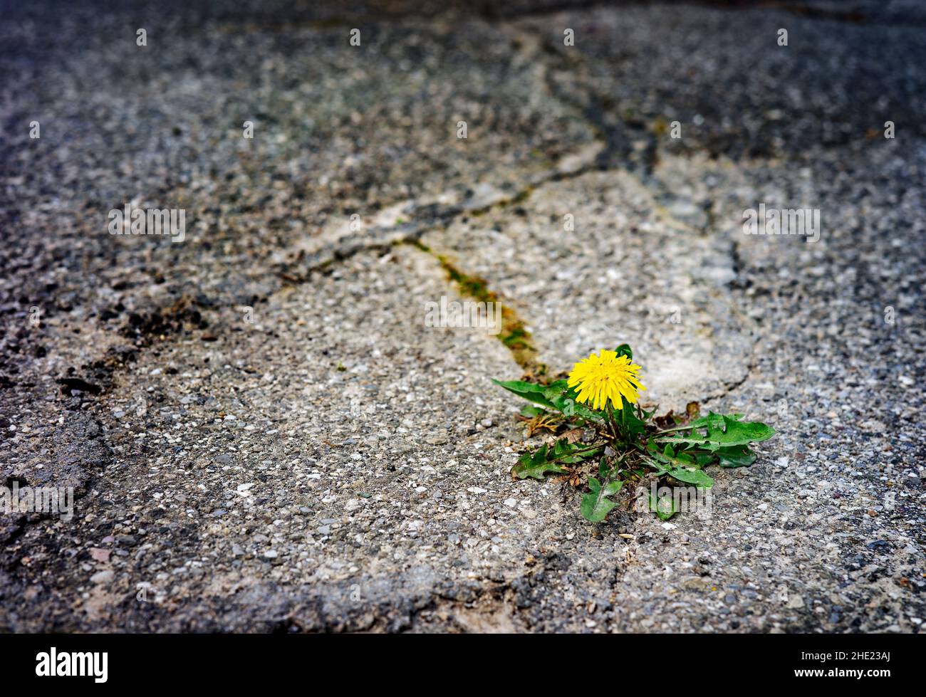 Dandelion growing outside of hard terrain surrounded with asphalt. Stock Photo