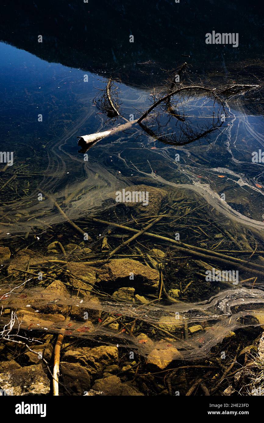 Polluted dirty water with a dead tree laying in it. Stock Photo