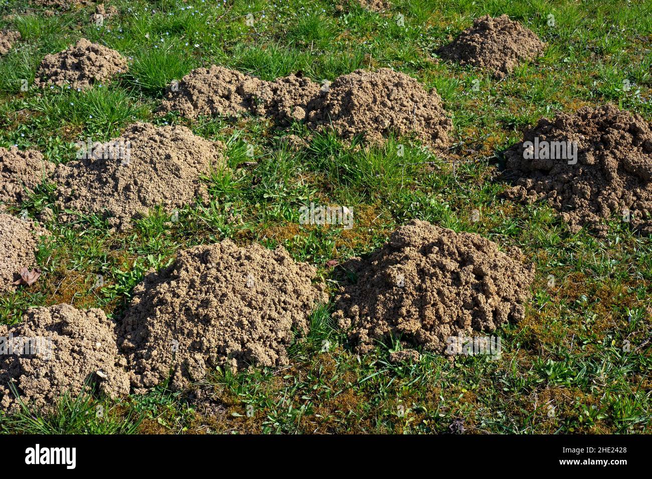 Signs of a mole moving earth in the garden. Stock Photo