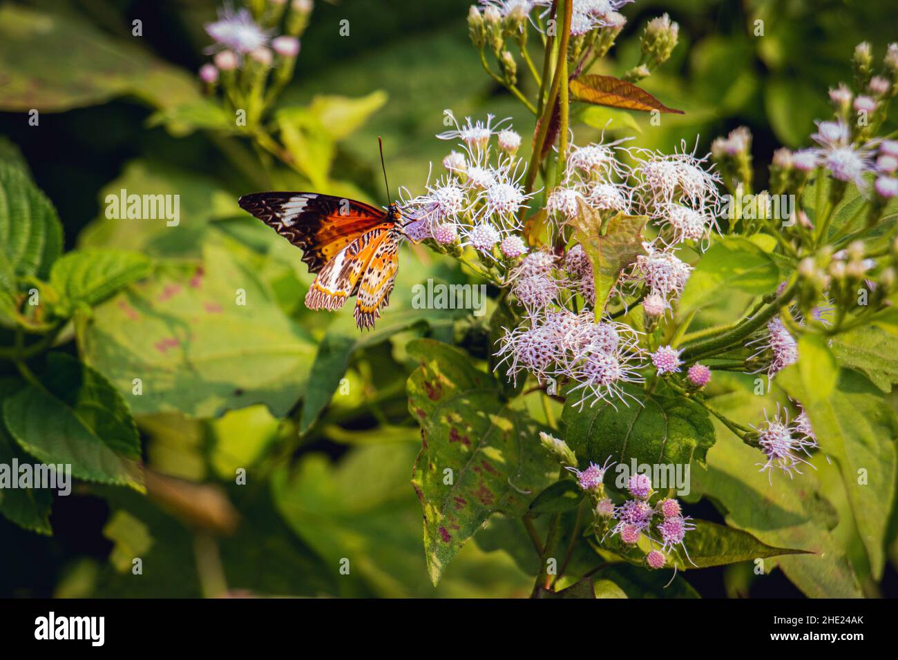 Beautiful Monarch butterfly on white flowers, nature background Stock Photo