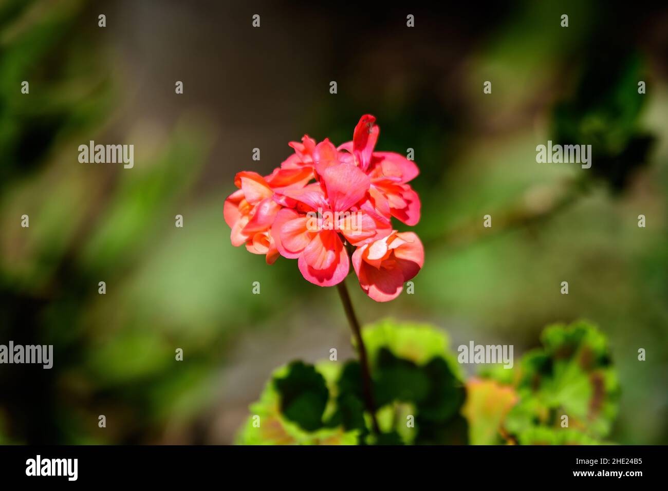 Group of vivid red Pelargonium flowers (commonly known as geraniums, pelargoniums or storksbills) and fresh green leaves in a pot in a garden in a sun Stock Photo