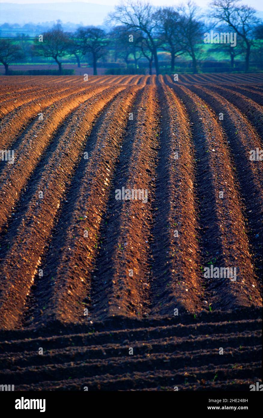 ploughed field, Stock Photo