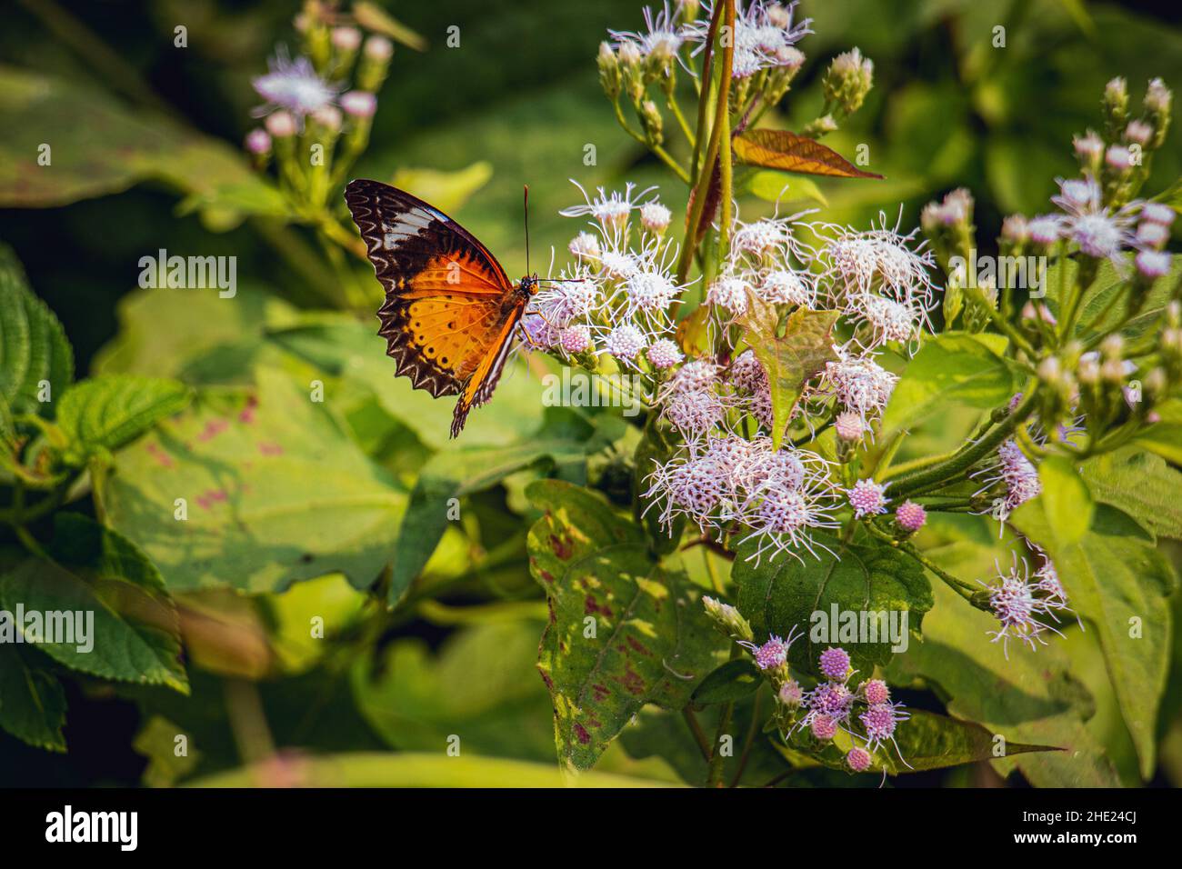 Beautiful Monarch butterfly on white flowers, nature background Stock Photo