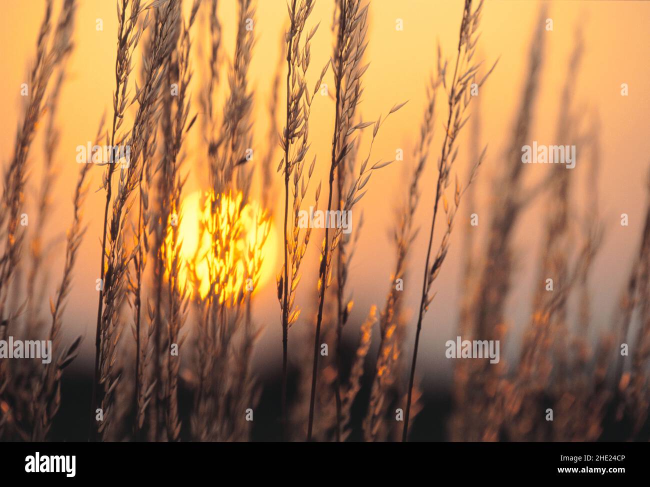 Rye grass and sunset, Stock Photo