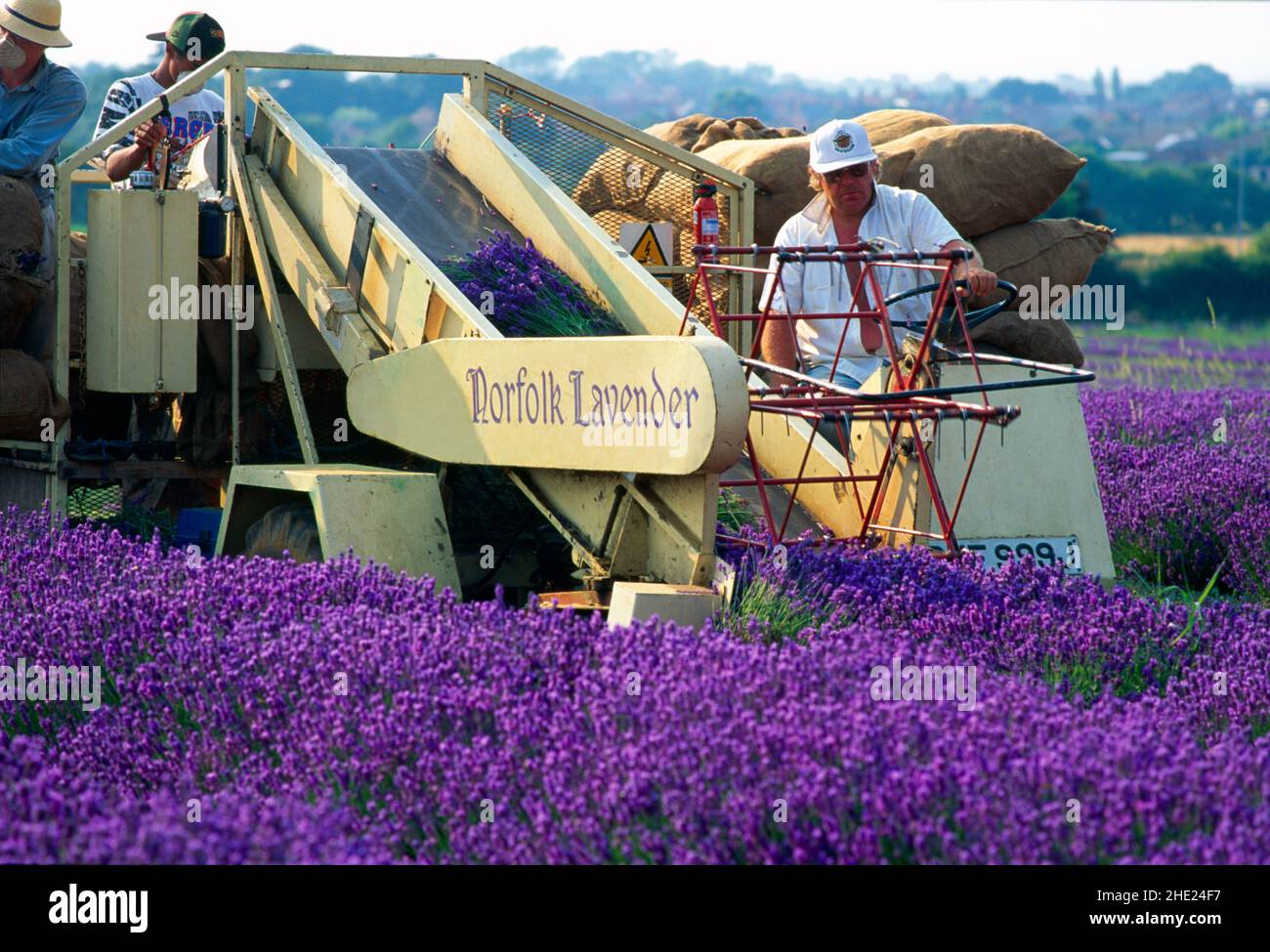 UK, Norfolk Lavender, harvesting, Stock Photo