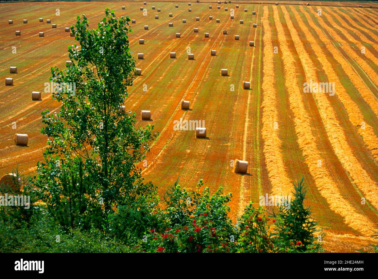 straw bales, in agricultural landscape Stock Photo Alamy