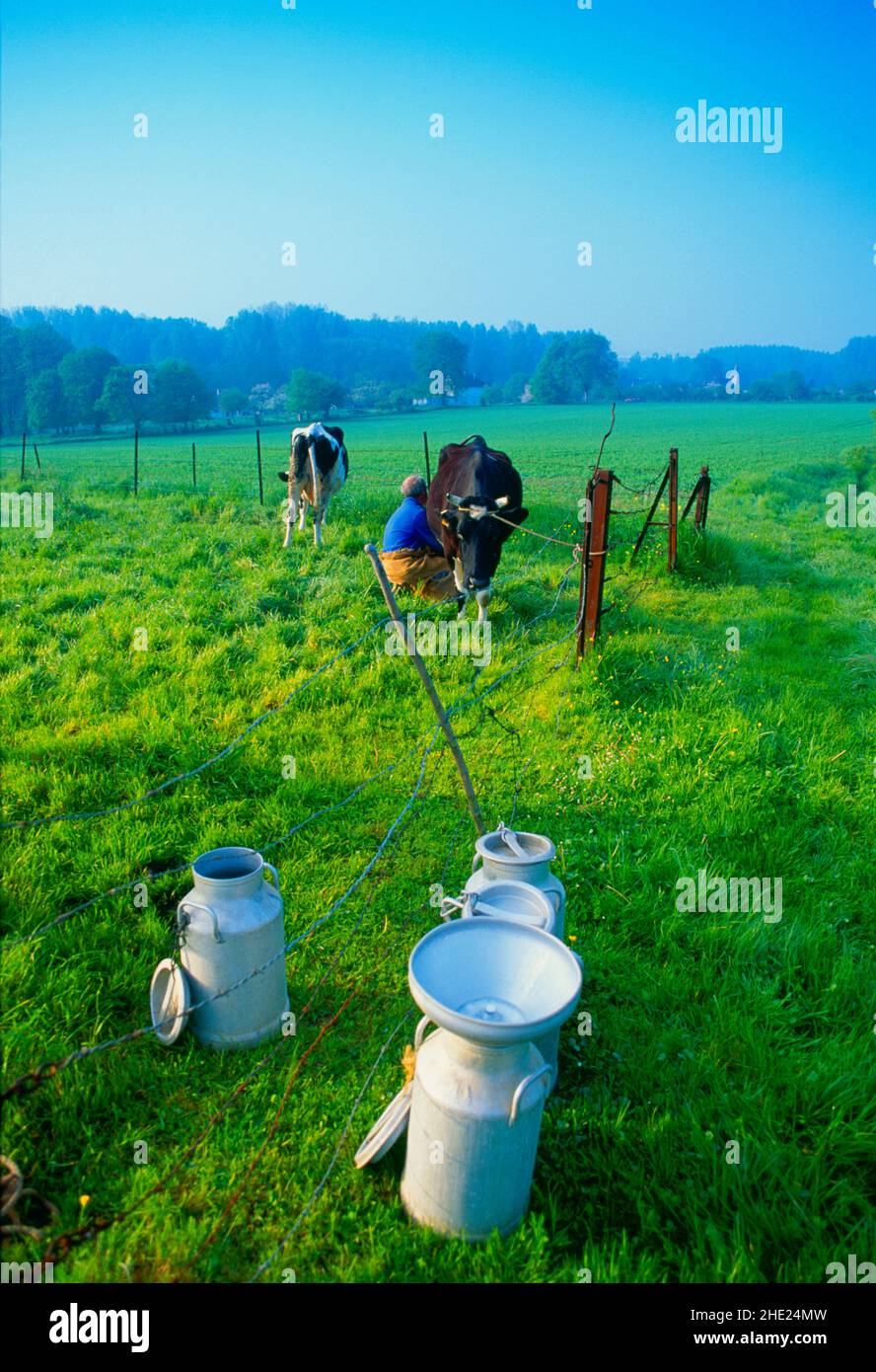 Milking cow normandy hires stock photography and images Alamy