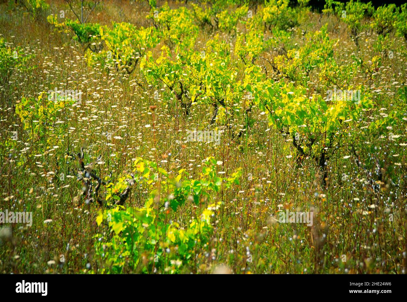 vineyard, gone to seed, Stock Photo