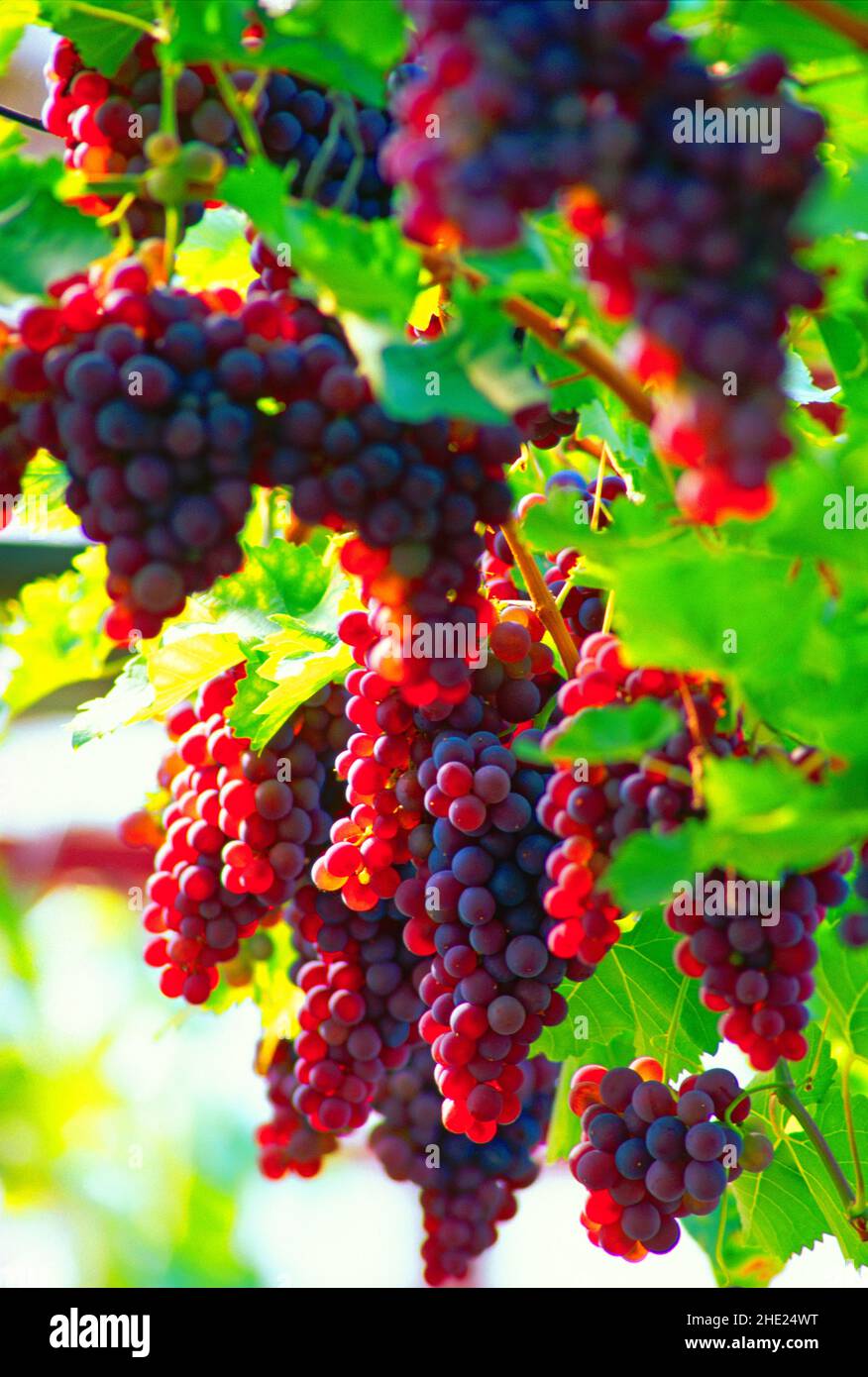 red grapes, on the vine, Stock Photo