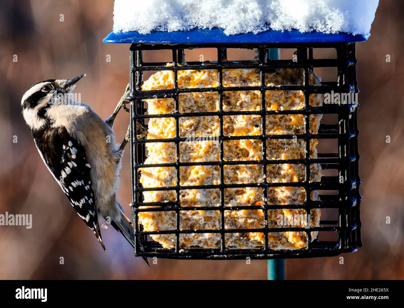 A Woodpecker on a Suet Feeder Stock Photo Alamy