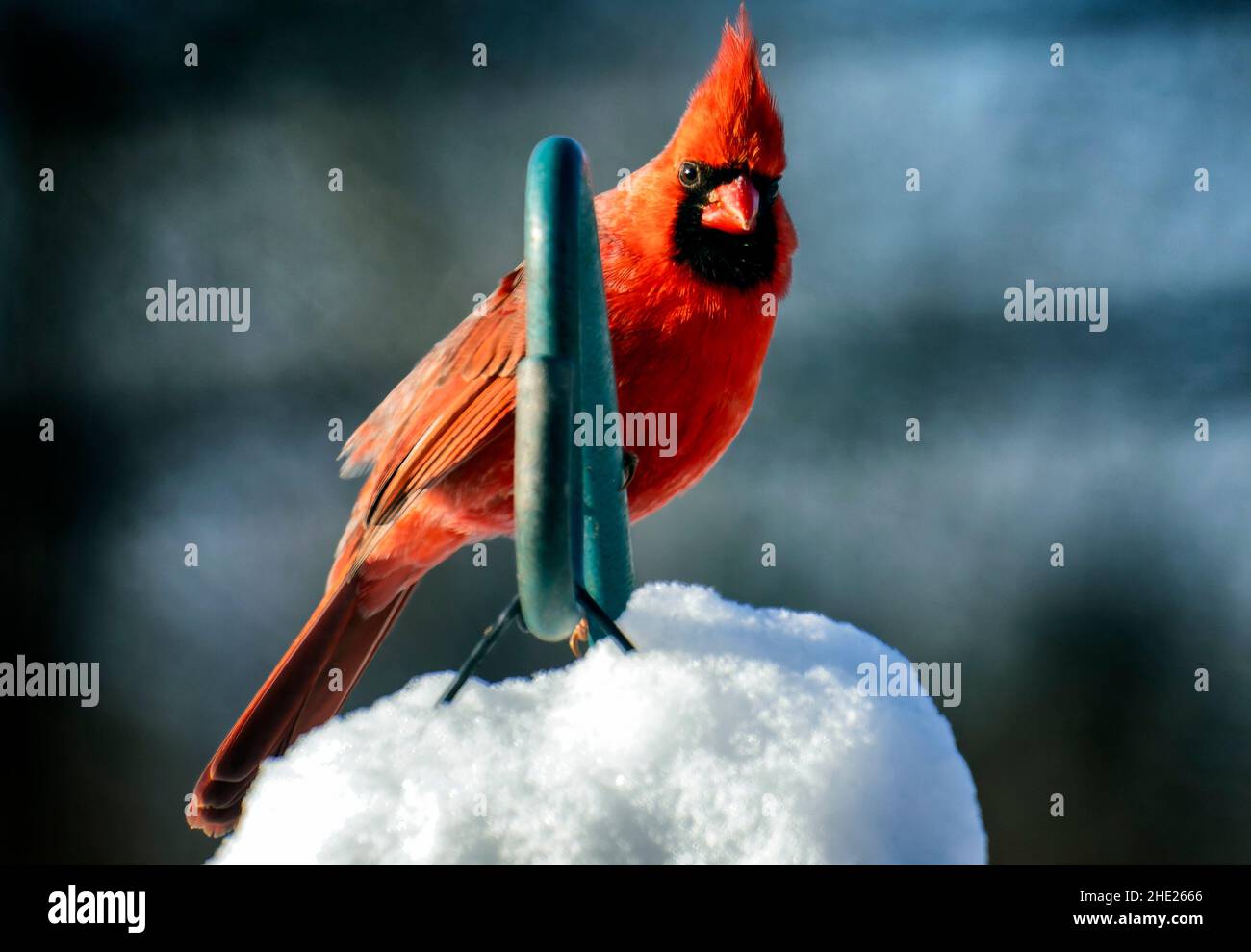 Male Northern Cardinal on a snow covered perch Stock Photo