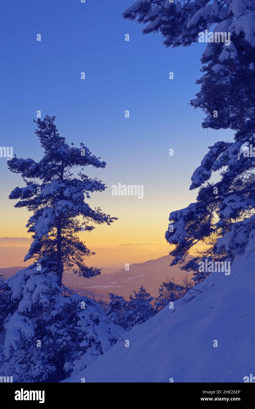Snow covered pine trees on a slope, beautiful sunset sky and landscape in background. Seasons, winter, warmth, nature and hope concepts Stock Photo