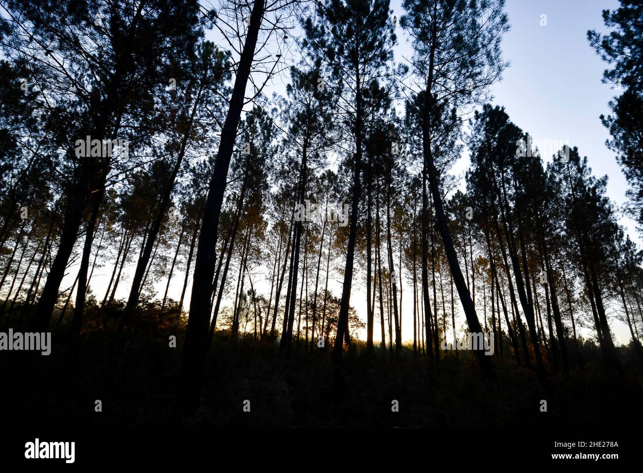 Lever de soleil sur les Landes Stock Photo