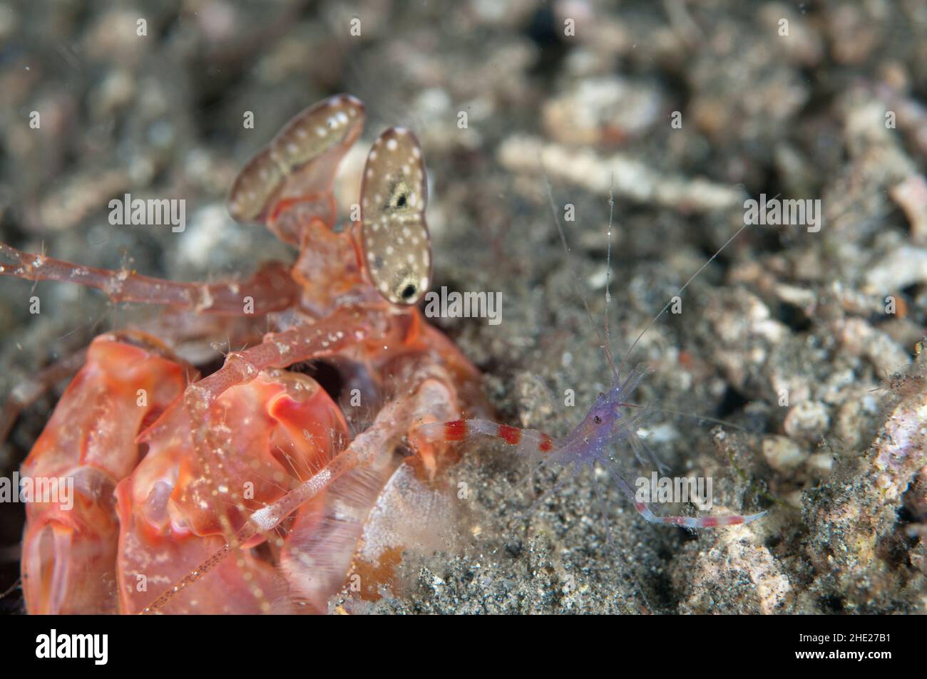 Blue Boxer Shrimp, Stenopus tenuirostris, with Lisa's Mantis Shrimp, Lysiosquillina lisa, in hole, night dive, Hei Nus dive site, Lembeh Straits Stock Photo