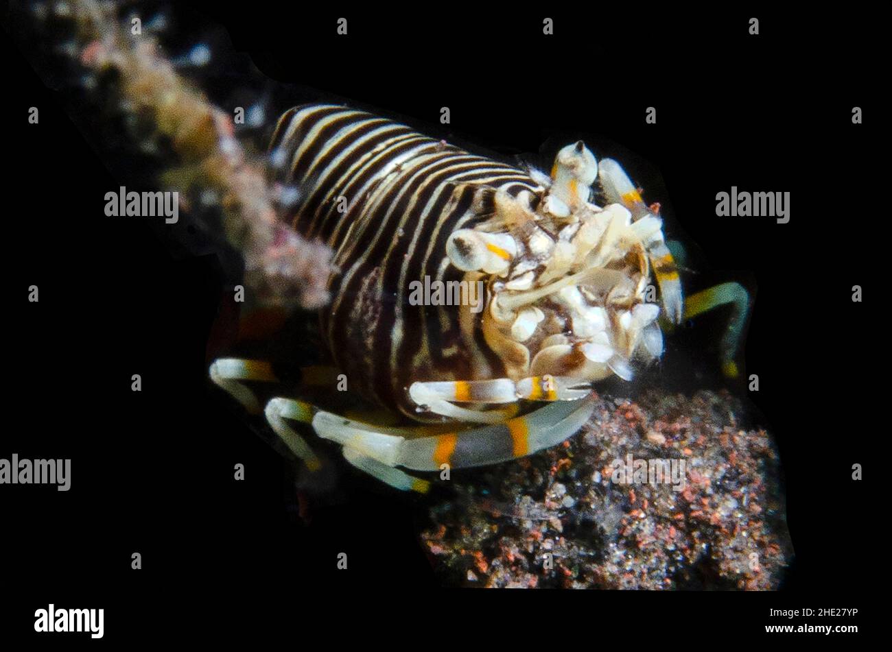 Striped Bumblebee Shrimp, Gnathophyllum americanum, Batu Niti Slope dive site, Seraya, Karangasem, Bali, Indonesia, Indian Ocean Stock Photo