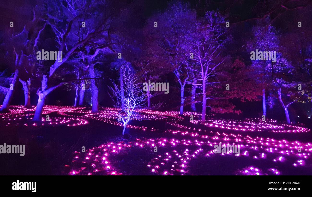 Christmas Light Trail, Botanic Gardens, Edinburgh Stock Photo Alamy