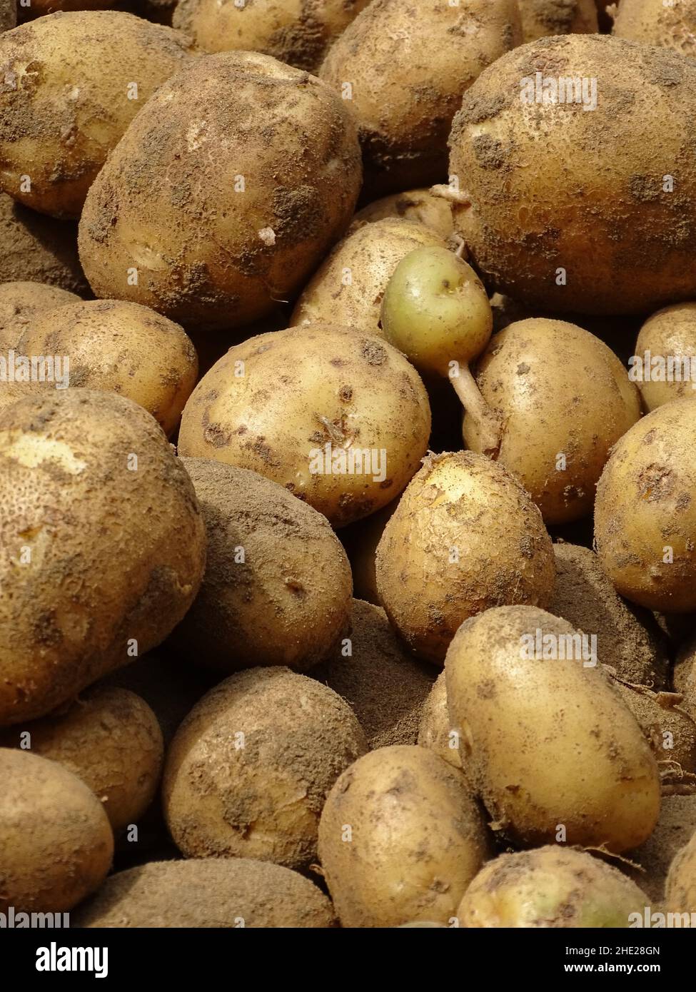just harvested tasty potatoes from the vegetable garden Stock Photo