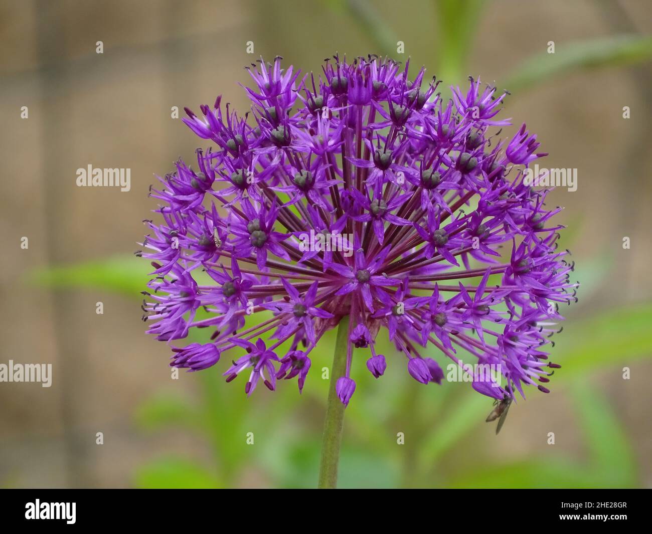 Spring Flower Ball Shape Ball shaped flower hi-res stock photography and images - Alamy