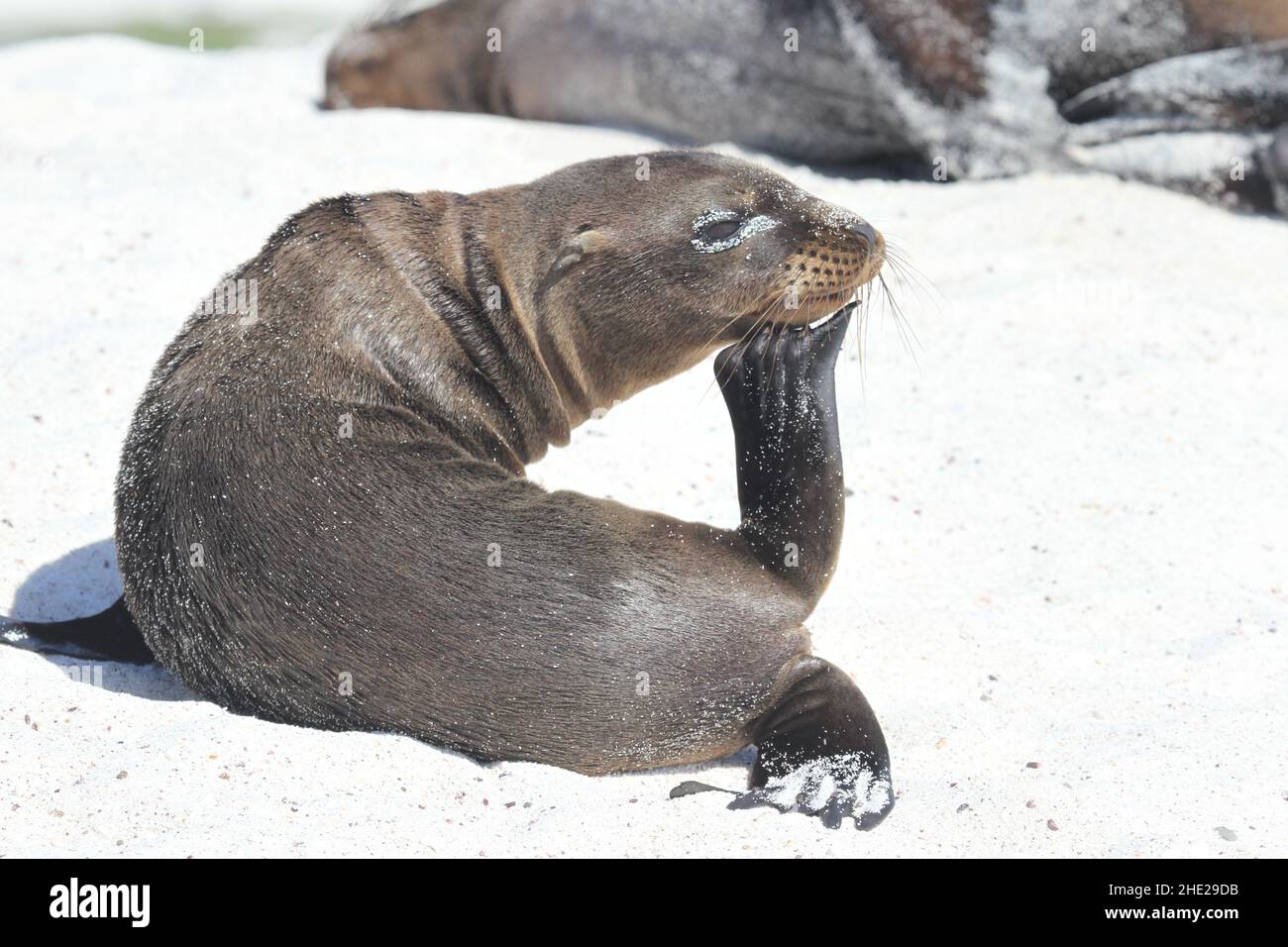 Sea lion on Mosquera Islet, Galapagos Islands Stock Photo