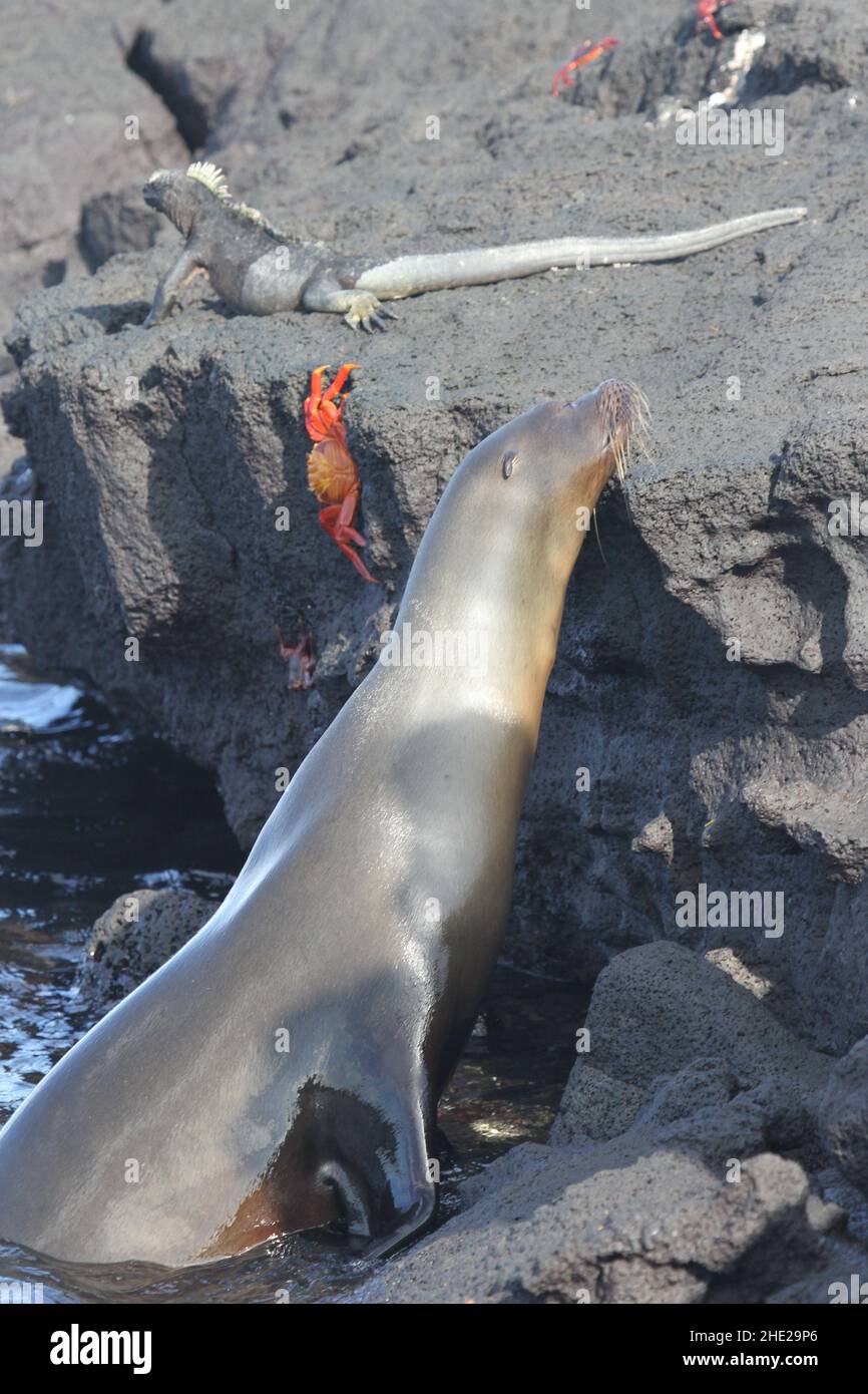 Galapagos Islands wildlife on Fernandina Island Stock Photo