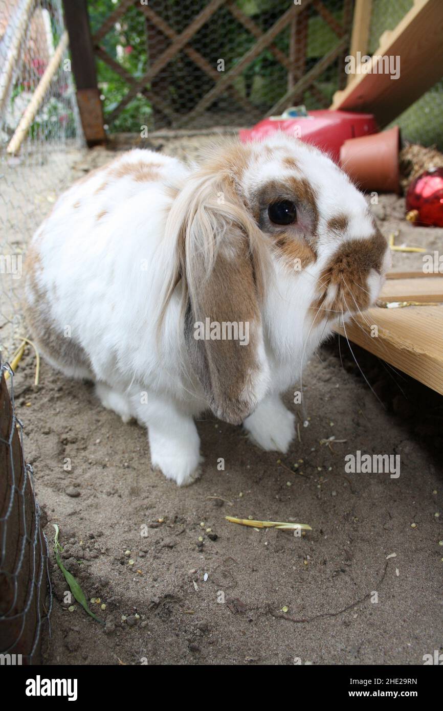 Rabbit in his outside rabbit hutch Stock Photo Alamy