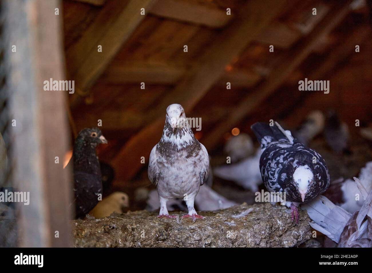 Breeding purebred pigeons. Warm house for birds. Hobby for the soul. Naturecore rural pastoral life concept Stock Photo