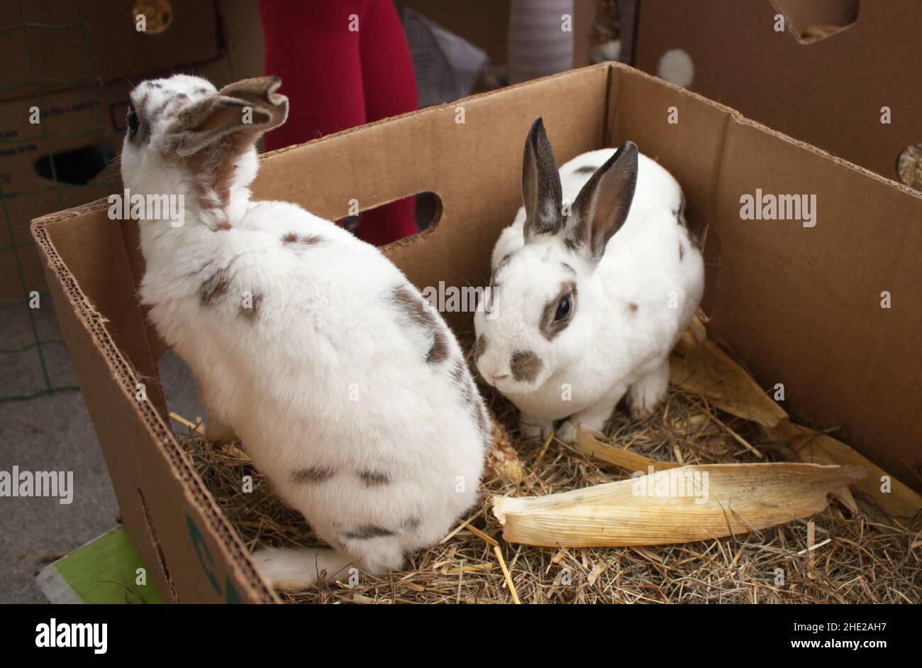 Rabbits on the animal market in Mol (Belgium) waiting in boxes to be ...