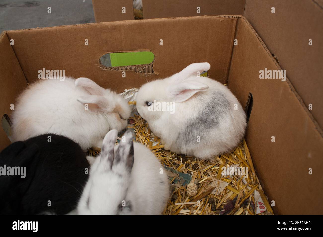 Rabbits on the animal market in Mol (Belgium) waiting in boxes to be ...