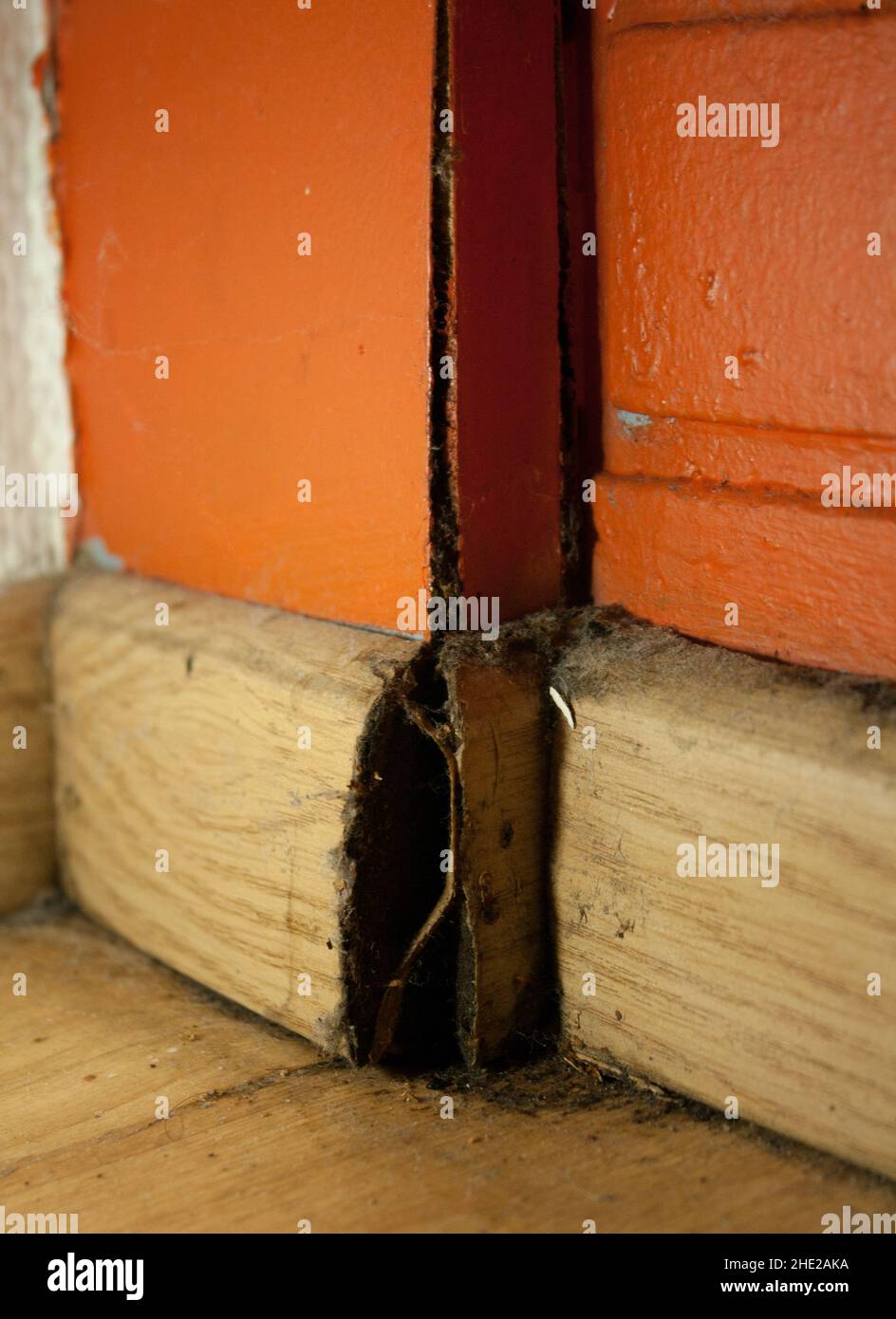 water leak causes mold in an apartment Stock Photo Alamy