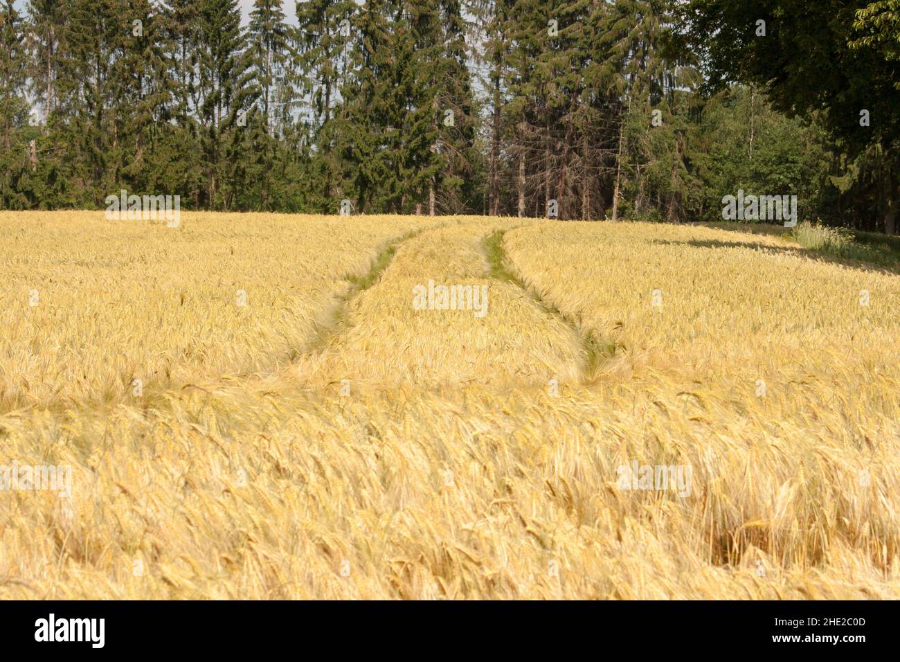 a ripe grian field ready to get harvested Stock Photo