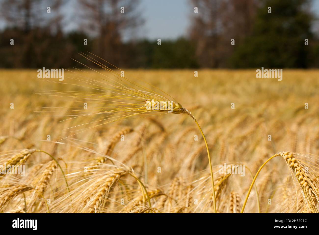 a ripe grian field ready to get harvested Stock Photo
