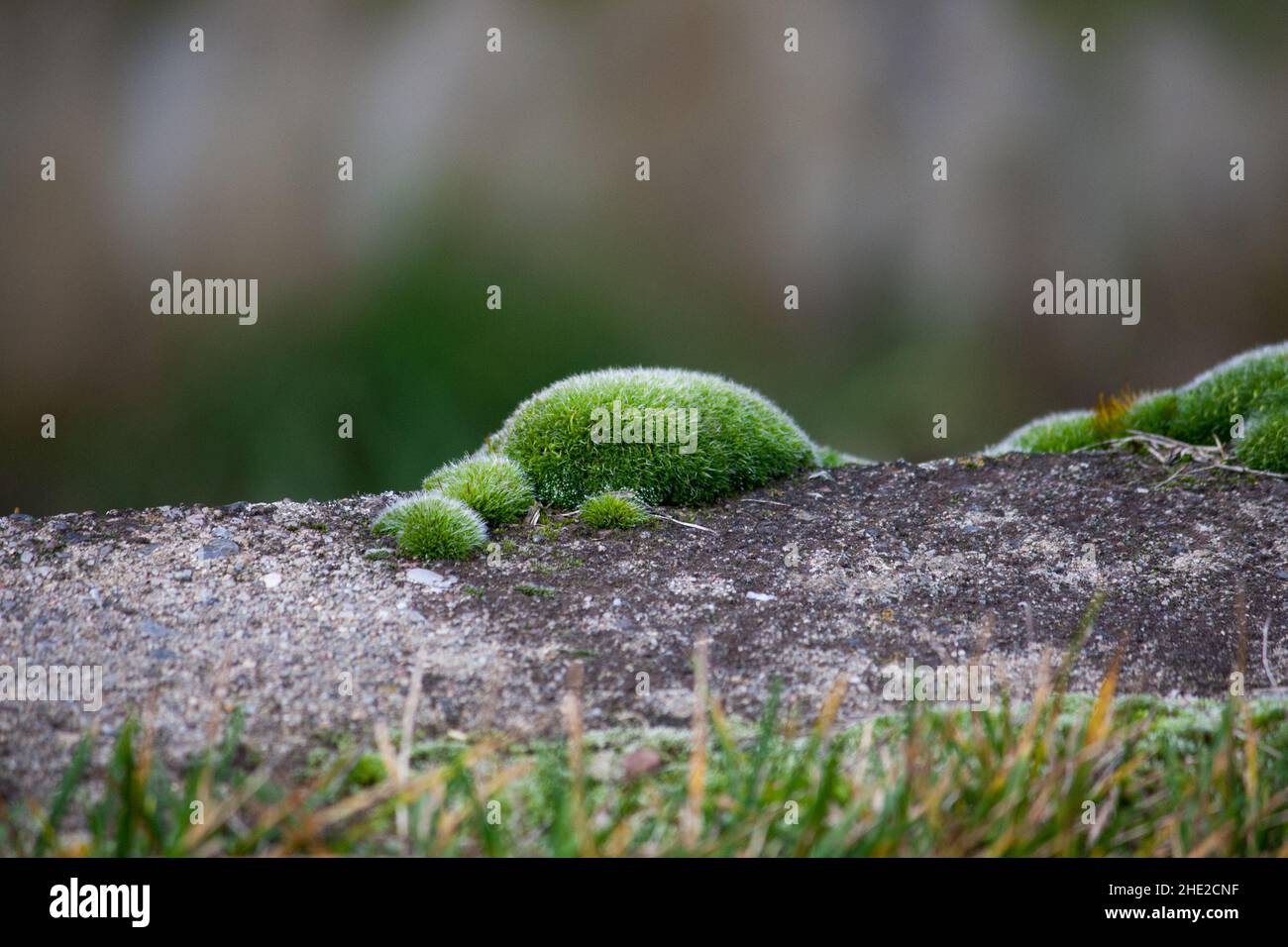 green moss (Tortula muralis) on a gray wall Stock Photo