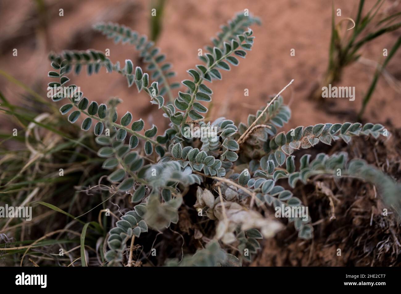 Selective Focus of Fuzzy Leaves On Desert Plant in Capitol Reef National Park Stock Photo