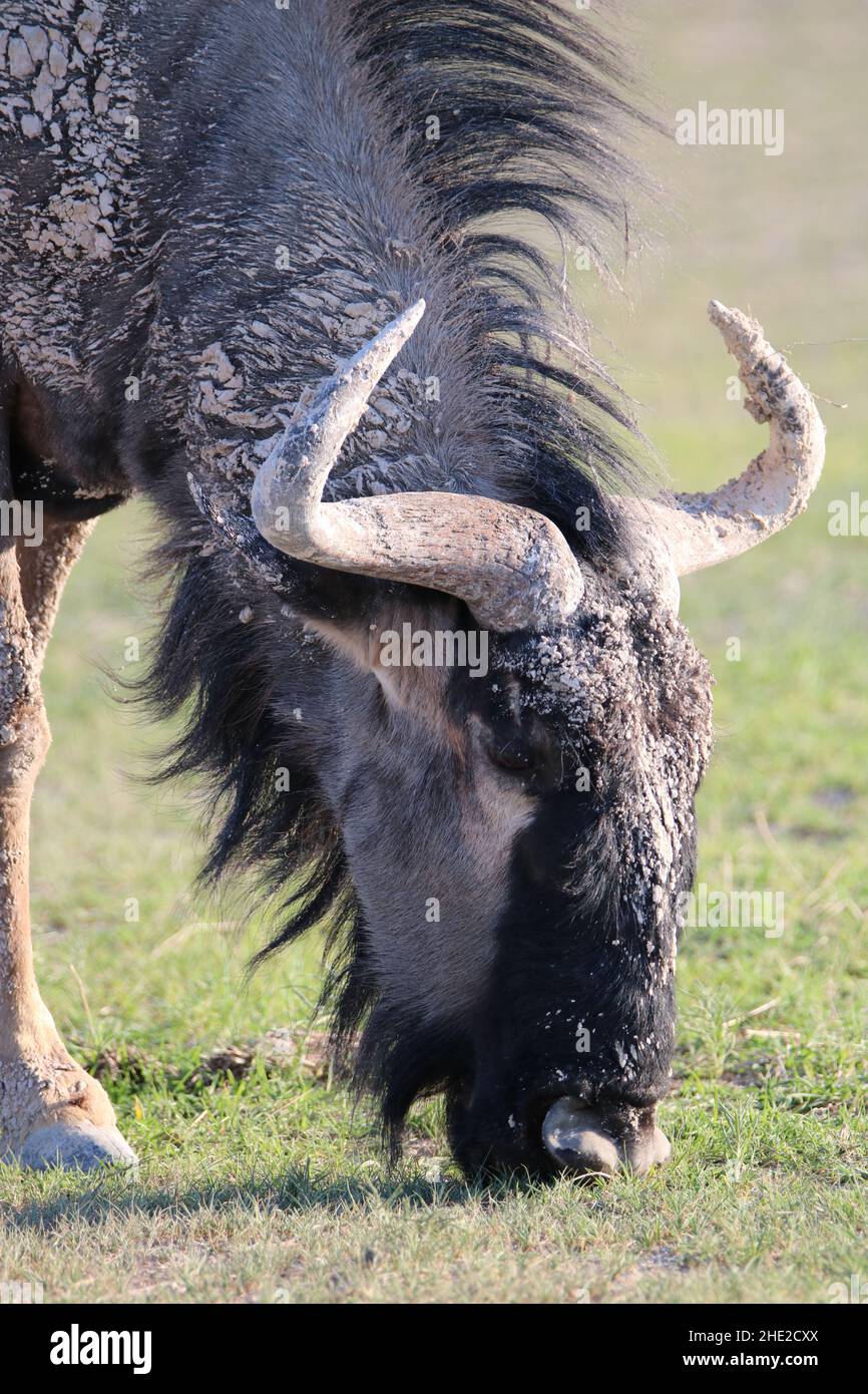 Blue Wildebeest, Etosha Stock Photo - Alamy