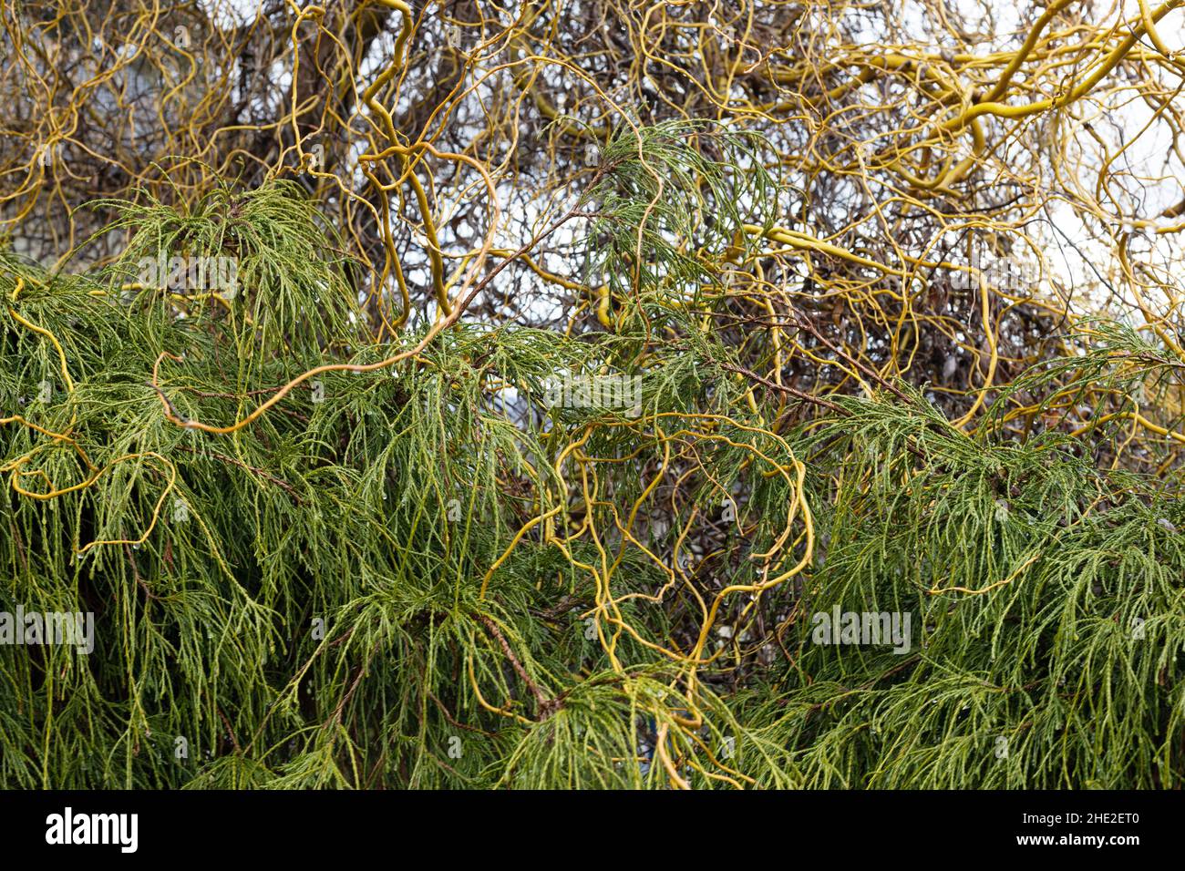 Curly willow branches resting on a nearby conifer bush Stock Photo Alamy
