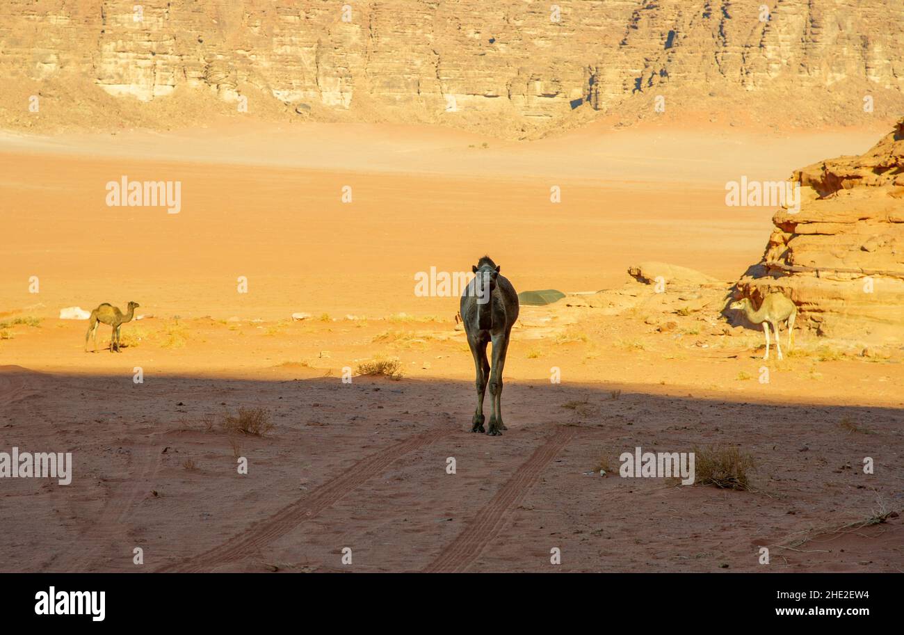 Camels in Jordan Wadi Rum desert on red sand with baby and high ...