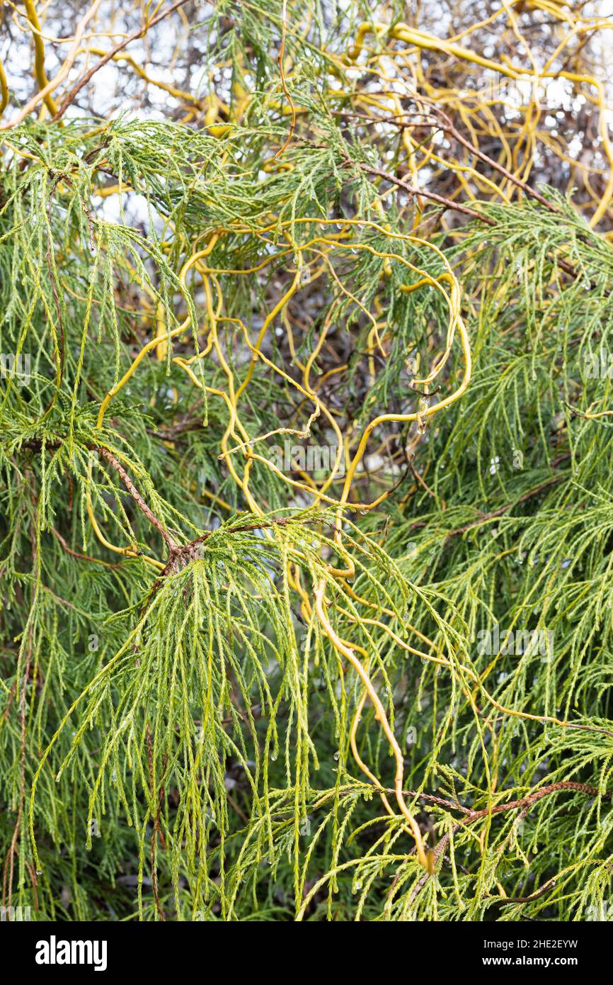 Curly willow branches resting on a nearby conifer bush Stock Photo Alamy