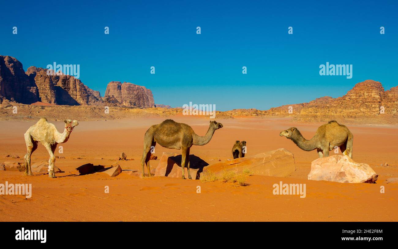 Camels in Jordan Wadi Rum desert on red sand with baby and high ...