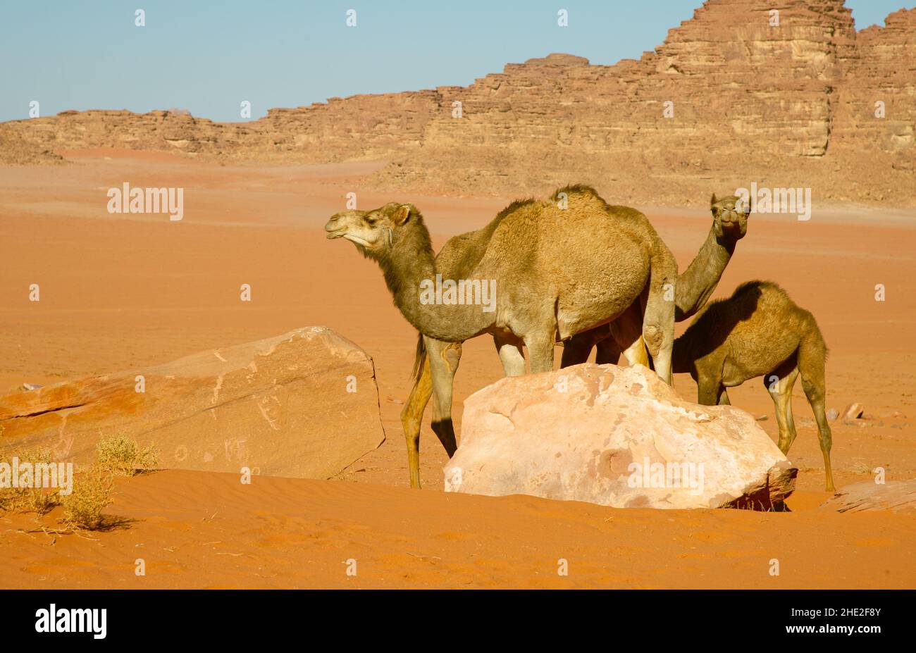 Camels in Jordan Wadi Rum desert on red sand with baby and high ...